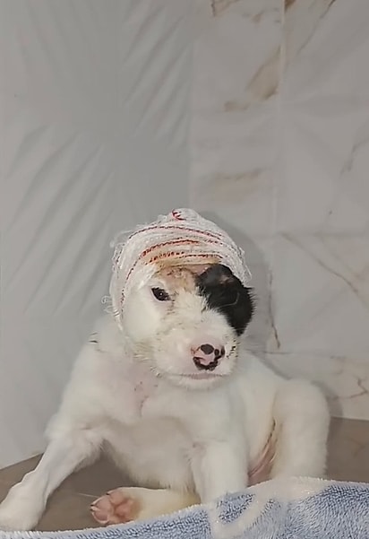 Valentim nos primeiros dias após o resgate.