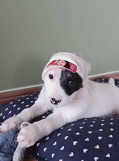 Dia após dia, ele foi se recuperando.