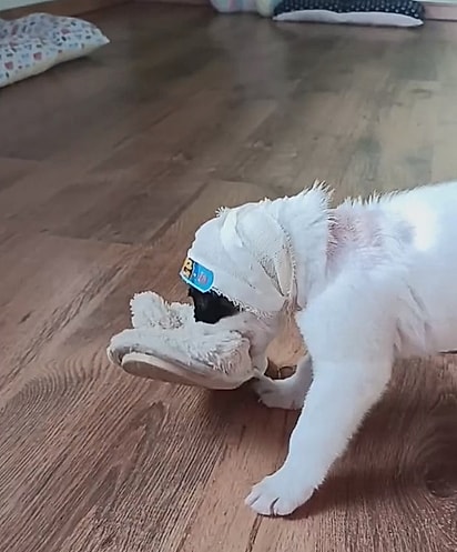 Valentim brincando com um calçado.