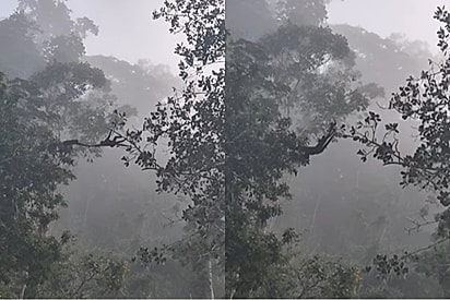 Macacos se unem para conseguir pular de galho em galho