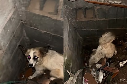 A bichinha tá procurando os filhos dela: Cadelinha emociona ao pedir ajuda para libertar filhotes soterrados