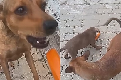 “Primeiro você, meu amor”: Cadela recebe comida, mas atitude com filhote comove quem assiste