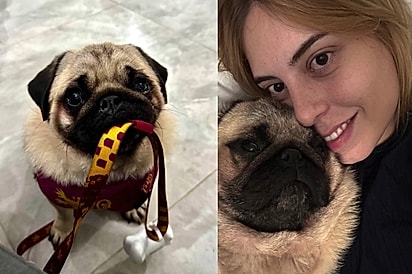 35 mil em gastos e cartão estourado: Pug resgatado quase leva tutora ao limite, mas compensa despesas com amor