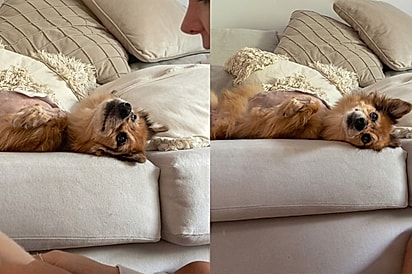 O amor pela sua tutora transparece no olhar