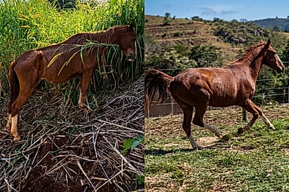 Casal compra cavalo em pele e osso para salvá-lo e, meses depois, ele se torna um “príncipe encantado” trotando feliz