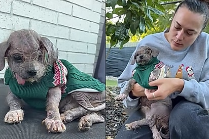 “Não é um adeus…”: Cão Fred se torna o ursinho mais fofo em lar temporário, mas chega a hora de difícil decisão 