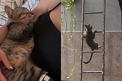 ‘Imagina se tivesse todas’: Tutora teme que gato fique limitado após perder pata, mas descobre atleta paralímpico