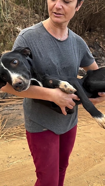 A cachorrinha foi abadonada em uma área rural.
