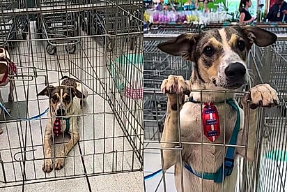 Protetores perdem a conta de quantas vezes cachorrinho pulou na grade procurando uma chance