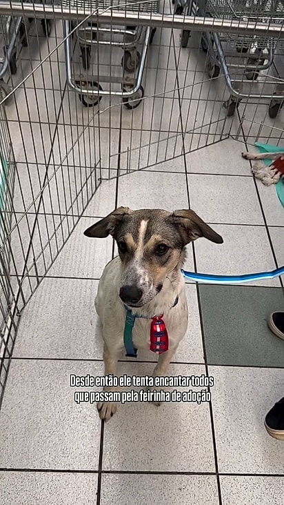 Ele tem temperamento dócil e se dá bem com outro cães.