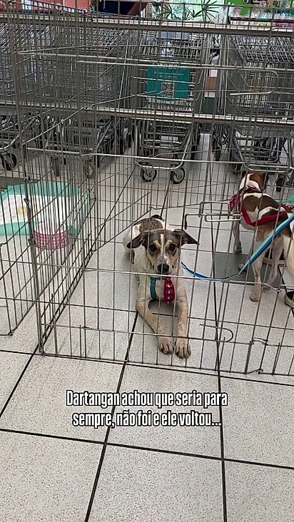 O cãozinho espera por uma família responsável. 