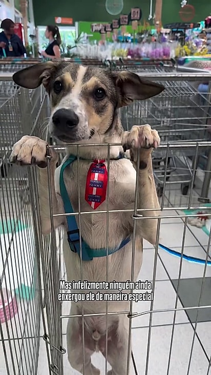 Dartagnan foi devolvido após 11 meses.