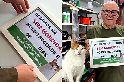 Gatinha CLT ganha placa no pet shop em que trabalha e mostra por que o recorde nunca sai do zero.