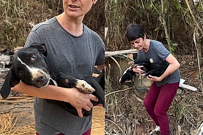 Apesar da situação, balançava o rabinho: Mesmo sem forças, cachorrinha tenta demonstrar afeto e emociona protetora