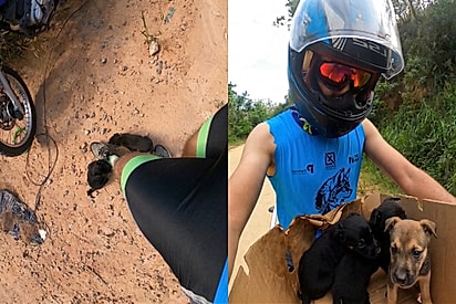 Durante treino, atleta é rodeado por três bolinhas de pelos — e ignorar não foi uma opção.