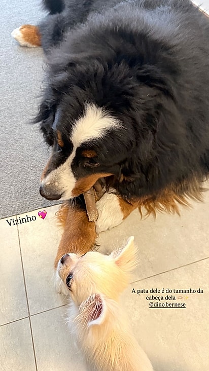 Dino e Amora são vizinhos.