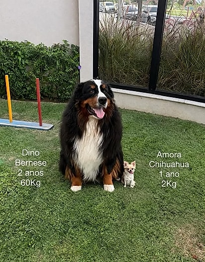 A diferença de tamanho entre os dois cães. 