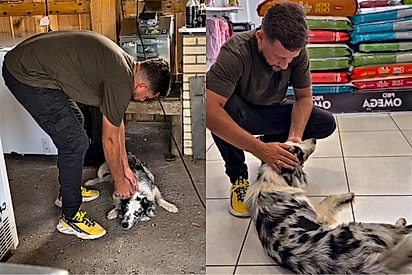 Sem diagnóstico, sem explicação: Border collie assusta família ao parar de andar -e o que acontece depois surpreende a família.