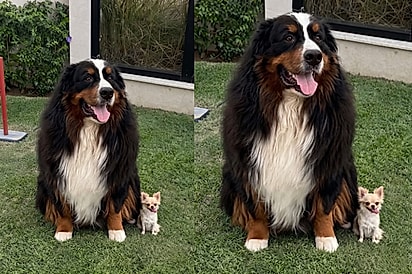 Cachorro gigante encanta ao mostrar sua amiga