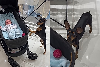 Cachorrinho tenta ensinar novo melhor amigo a brincar de bolinha e cena encanta 