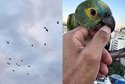 “Ele achou que tinha perdido para sempre”: Homem se muda, mas papagaios que cuidava na antiga casa o encontram novamente.