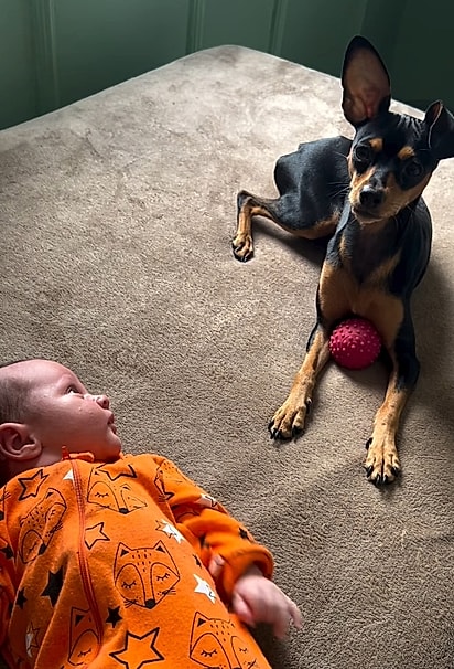 Cadela Serena e bebê João Miguel.