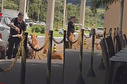 Todo mundo tem que ir ao restaurante: Clientes flagram como proprietário de estabelecimento trata cachorrinhos de rua