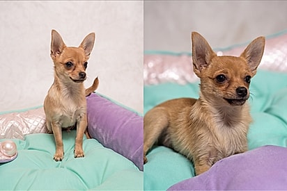 “Era pra ser brava… mas não é”: Conheça Mel, mistura de Lulu com Pinscher que encanta com seu jeitinho dócil.