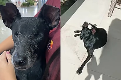 Sem olhinhos e sem uma patinha, cão invade escola em busca de ajuda e duas alunas anjos decidem mudar sua vida