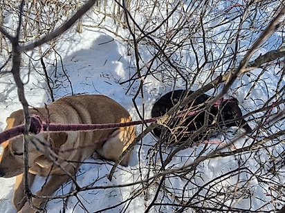 As cachorrinhas ficaram presas em um emaranhado de arbustos e árvores, cercadas por neve que chegava à altura da coxa.