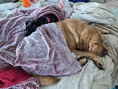 Joan adotou Shy — agora chamada Maizie — e ela e Bow se tornaram inseparáveis.