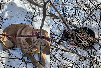 Conhecendo cão há apenas um dia, labrador segue cachorro que fugiu do lar temporário para protegê-lo da nevasca.