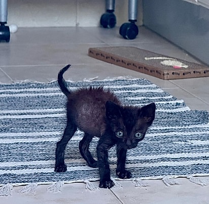 Como o gatinho era no começo.