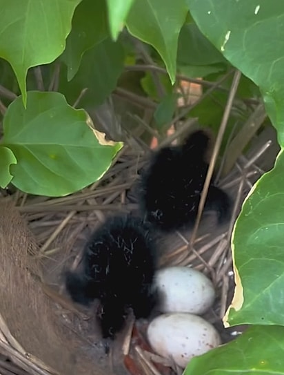 Os filhotes logo que nasceram.