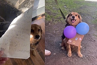 “Ele levou o convite a sério”: Menino escreve carta à mão convidando cão para sua festa, e ele aparece todo arrumado