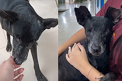 Sem olhinhos e sem uma patinha, cão invade escola em busca de ajuda e duas alunas anjos decidem mudar sua vida