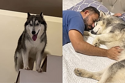“Ela só queria ele ali”: Prestes a dar à luz, husky siberiano espera seu humano favorito chegar em casa.