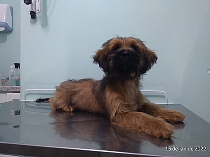 A previsão era de que Aparecido não ficaria maior que um shih-tzu.