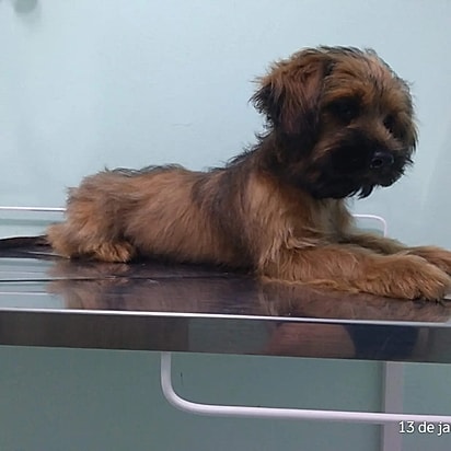 Aparecido quando filhote, ainda frágil e com um olhar que pedia por uma chance.