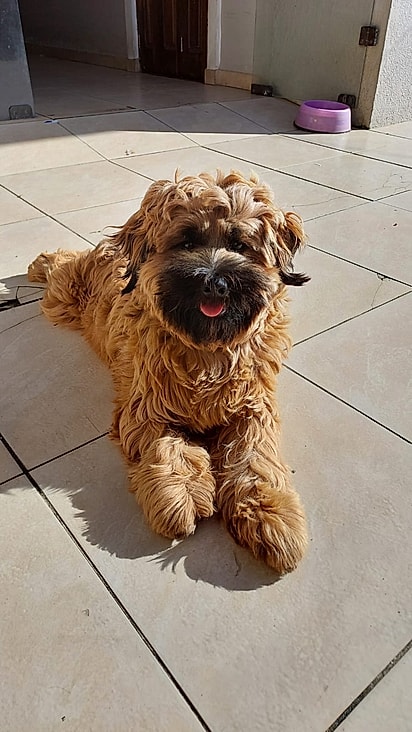 Hoje, Aparecido está lindo, saudável e cresceu muito mais do que o esperado.