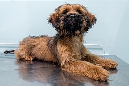 Filhote adotado que era para ser do tamanho de um shih-tzu cresce demais e ninguém acredita no que ele virou.