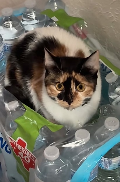 A felina possui manchas na face que lembram sobrancelhas humanas arqueadas.