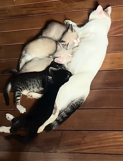 No deck da residência, havia uma gatinha com filhotes. 