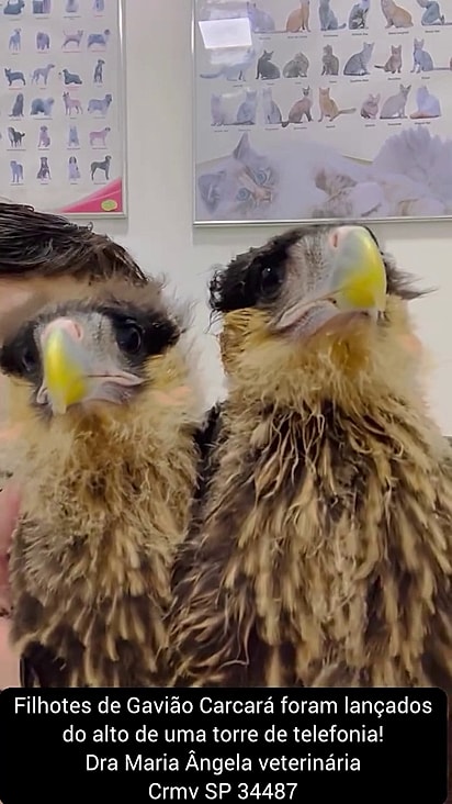 Os filhotes estavam em boas condições físicas.