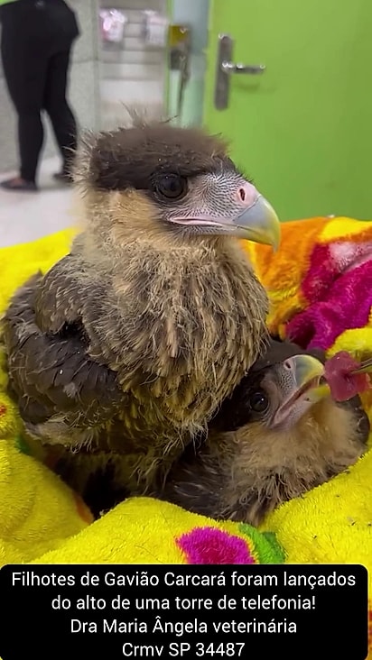 Eles receberam alimentação após o resgate.