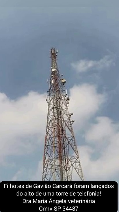 Apesar da altura da torre os filhotes foram resgatados com vida.