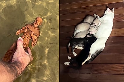 “Acho que São Francisco nos entendeu errado”: casal volta de viagem e encontra gata com ninhada na porta de casa