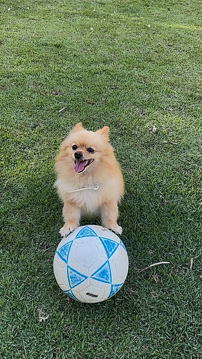Cookie é um Lulu da Pomerânia cheio de energia, personalidade e uma coragem que não cabe no próprio tamanho.