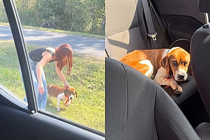 Casal encontra cachorro perdido em rodovia, e parada em posto de gasolina revela a história do animal.