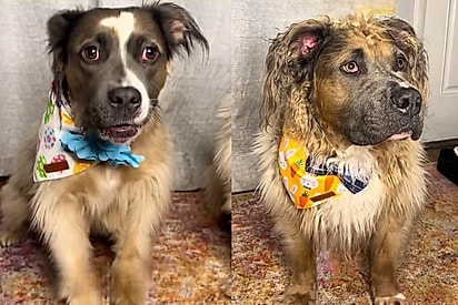 “Não parece um pitbull”: Irmãos nascem com pelagem rara